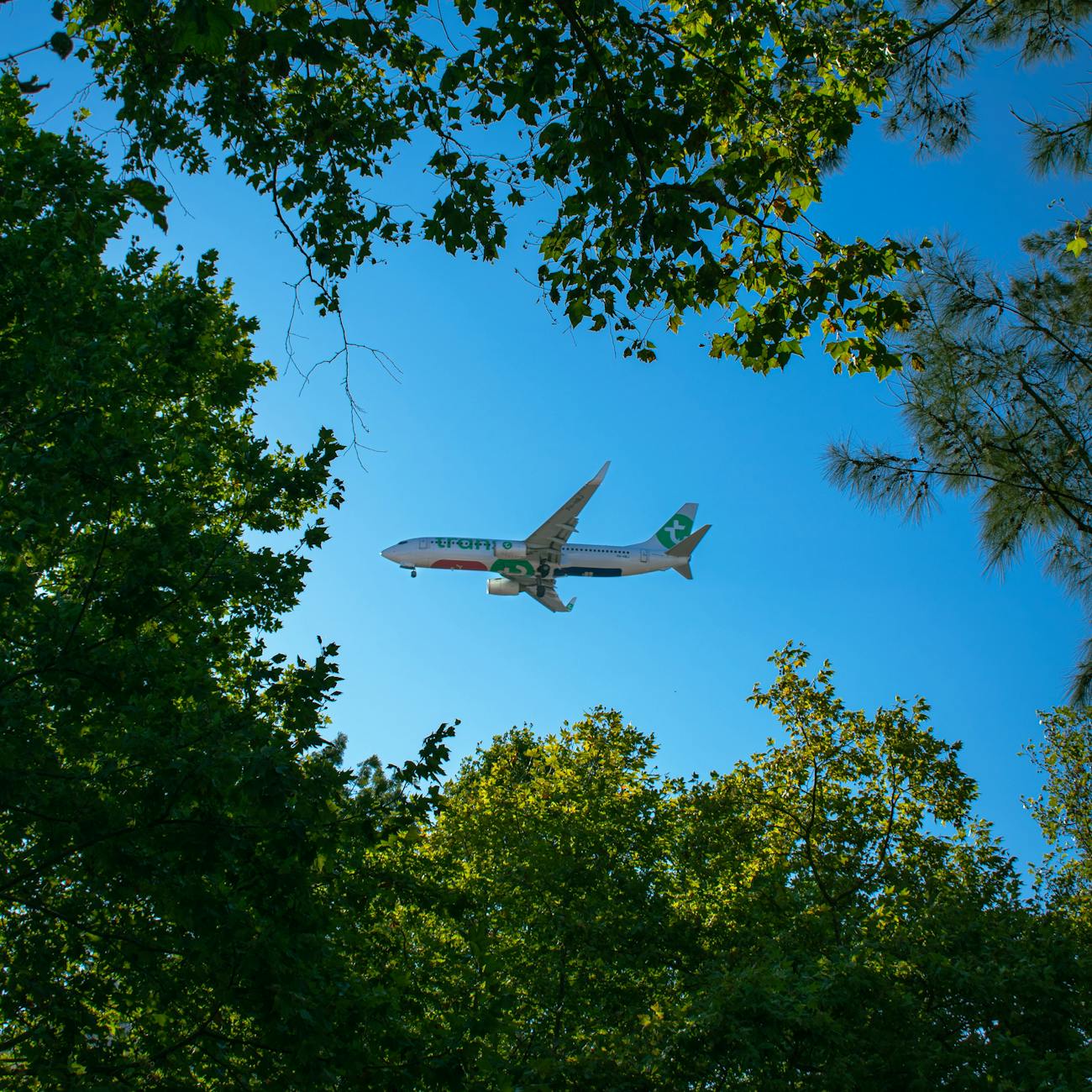 airplane flying over forest